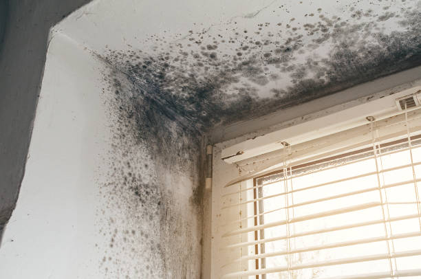 Affordable Attic Mold Remediation solutions in Willernie, MN