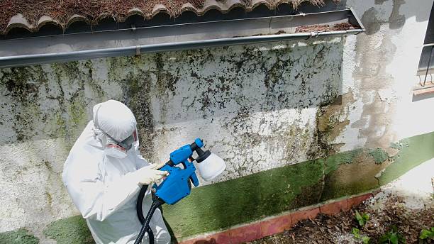 Top rated local Attic Mold Remediation specialists in Willernie, MN